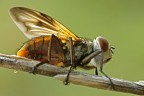 Mosca