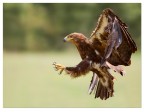 Golden eagle Golden eagle