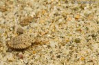 Il formicaleone nella prima parte della sua vita  una larva che vive nascosta sotto la sabbia.