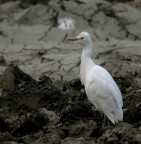 guardabuoi guardabuoi