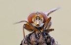 Ectophasia crassipennis Ectophasia crassipennis