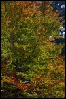 Autunno Autunno