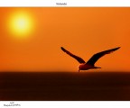 volando
