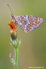 Melitaea phoebe Melitaea phoebe