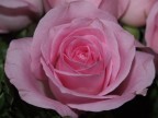 ROSA ROSA