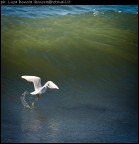 surfin' bird..... surfin' bird.....