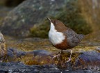 Merlo acquaiolo (Cinclus cinclus) Merlo acquaiolo (Cinclus cinclus)