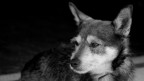 Whisky il cane poliziotto di lilli e il vagabondo Whisky il cane poliziotto di lilli e il vagabondo