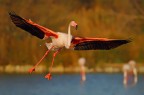 FLAMANT ALL'ATTERRAGGIO....... FLAMANT ALL'ATTERRAGGIO.......