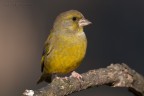 Verdone -Chloris chloris Verdone -Chloris chloris