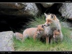 Volpe # 13 - famiglia Volpe # 13 - famiglia