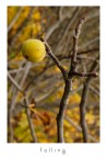 Falling Falling
