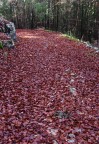 Strada Esele, Altopiano di Asiago, ottobre 2011