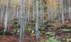 Val Magnaboschi, Altopiano di Asiago, ottobre 2011