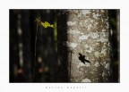 Il bosco Il bosco