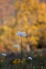 Autunno Autunno