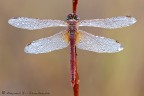 Sympetrum fonscolombii Sympetrum fonscolombii