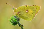 Colias Colias