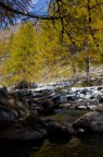 Autumn Autumn