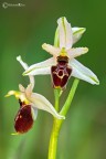 Ophrys exaltata Ophrys exaltata