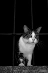 Bianco e nero Bianco e nero