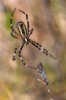 F18-1/50-ISO 500 

-Famiglia degli Araneidi: Argiope Bruennichi femmina con preda Famiglia degli Acrididi: Omocestus Rufipes

[url=http://i1128.photobucket.com/albums/m500/hawkeye691/_MG_8642-1600-per-il-web.jpg][b]Clicca qui per la versione ad alta risoluzione![/b][/url]