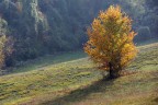 Nanto, Colli Berici (VI), novembre 2011