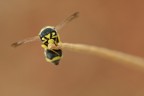 una visione frontale di questa simpatica vespa.sfortunatamente ero sprovista di tubi e TC per poter raggiungere un maggior ingradimento. 

40D,100mm L,treppiedino f11,tv 1/4,iso100

HR: http://img651.imageshack.us/img651/6620/od3link.jpg