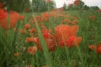 papaveri papaveri