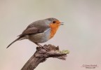 Primo Pettirosso Primo Pettirosso