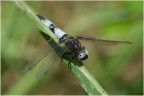 Libellula_1 Libellula_1