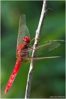Libellula_2 Libellula_2