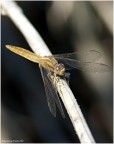 Libellula_3 Libellula_3