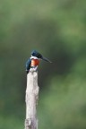 Martin pescatore dell'Amazzonia (Chloroceryle amazona) Martin pescatore dell'Amazzonia (Chloroceryle amazona)