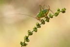 F13 - 1/40 - ISO 250

-Orthoptera - Tettigoniidae - Leptophyes Puctatissima

[url=http://i1128.photobucket.com/albums/m500/hawkeye691/_MG_7437-1600-per-il-web.jpg][b]Clicca qui per la versione ad alta risoluzione![/b][/url]