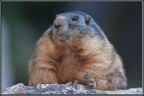 Marmotta Marmotta