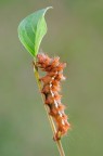 Acronicta rumicis in : Fino all'ultima foglia! Acronicta rumicis in : Fino all'ultima foglia!
