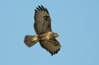 Poiana (buteo buteo) Poiana (buteo buteo)