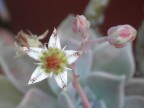 Fiore pianta grassa Fiore pianta grassa