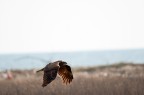 Falco di palude