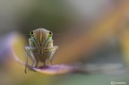 Altra cicadella Altra cicadella