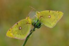 Colias croceus in : punto d'incontro Colias croceus in : punto d'incontro