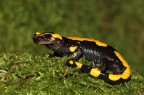 salamandra pezzata salamandra pezzata