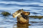 il saluto del mestolone il saluto del mestolone