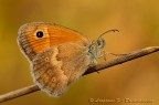 Coenonympha pamphilus Coenonympha pamphilus