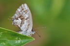Cacyreus marshalli