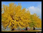 Autunno: il giallo Autunno: il giallo