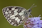 Melanargia Melanargia
