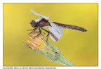 Sympetrum pedemontanum Sympetrum pedemontanum