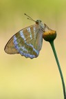 F13, 1/20, ISO 100

-Argynnis Paphia- Nymphalidae-

[url=http://i1128.photobucket.com/albums/m500/hawkeye691/_MG_7598-1800-per-il-web.jpg][b]Clicca qui per la versione ad alta risoluzione![/b][/url]